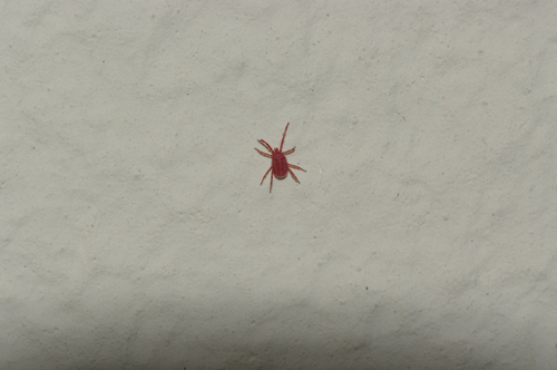 Erythraeidae: Balaustium?